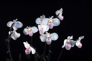 Paphiopedilum delenatii Spirit CCE/AOS 90 pts.